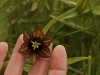 Chocolate Lily, Alaska